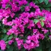 Brighter Blooms New River Bougainvillea SHOP ALL