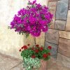 Brighter Blooms New River Bougainvillea Tree Bougainvillea Plants