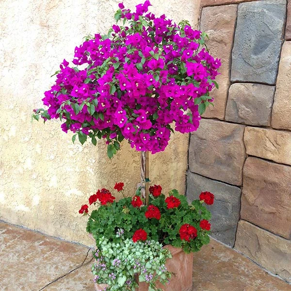 Brighter Blooms New River Bougainvillea Tree Bougainvillea Plants 1 Brighter Blooms New River Bougainvillea Tree Bougainvillea Plants
