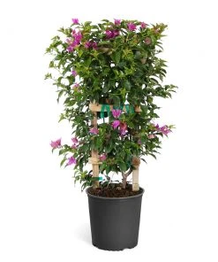 Brighter Blooms New River Bougainvillea SHOP ALL 18 Brighter Blooms New River Bougainvillea SHOP ALL