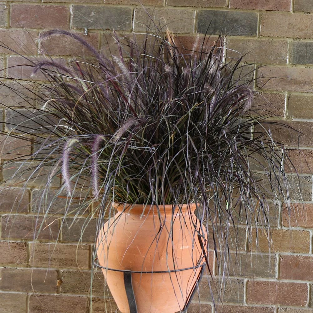 Brighter Blooms Purple Fountain Grass Ornamental Grasses 4 Brighter Blooms Purple Fountain Grass Ornamental Grasses