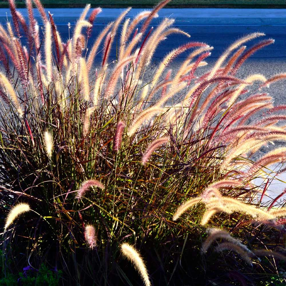 Brighter Blooms Purple Fountain Grass Ornamental Grasses 5 Brighter Blooms Purple Fountain Grass Ornamental Grasses
