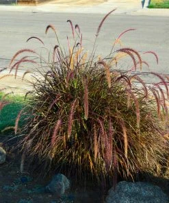 Brighter Blooms Purple Fountain Grass Ornamental Grasses 8 Brighter Blooms Purple Fountain Grass Ornamental Grasses