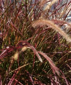 Brighter Blooms Purple Fountain Grass Ornamental Grasses 11 Brighter Blooms Purple Fountain Grass Ornamental Grasses