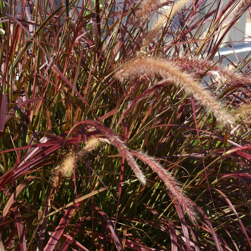 Brighter Blooms Purple Fountain Grass Ornamental Grasses 6 Brighter Blooms Purple Fountain Grass Ornamental Grasses