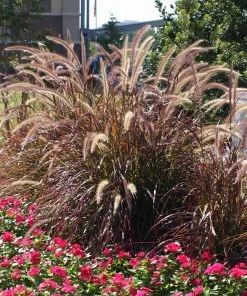 Brighter Blooms Purple Fountain Grass Ornamental Grasses