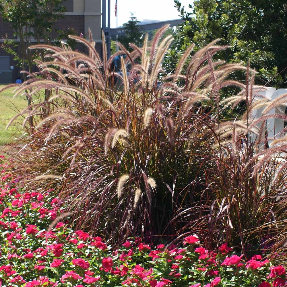Brighter Blooms Purple Fountain Grass Ornamental Grasses 2 Brighter Blooms Purple Fountain Grass Ornamental Grasses