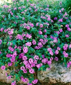 Brighter Blooms Perennials Purple Lantana 6 Brighter Blooms Perennials Purple Lantana
