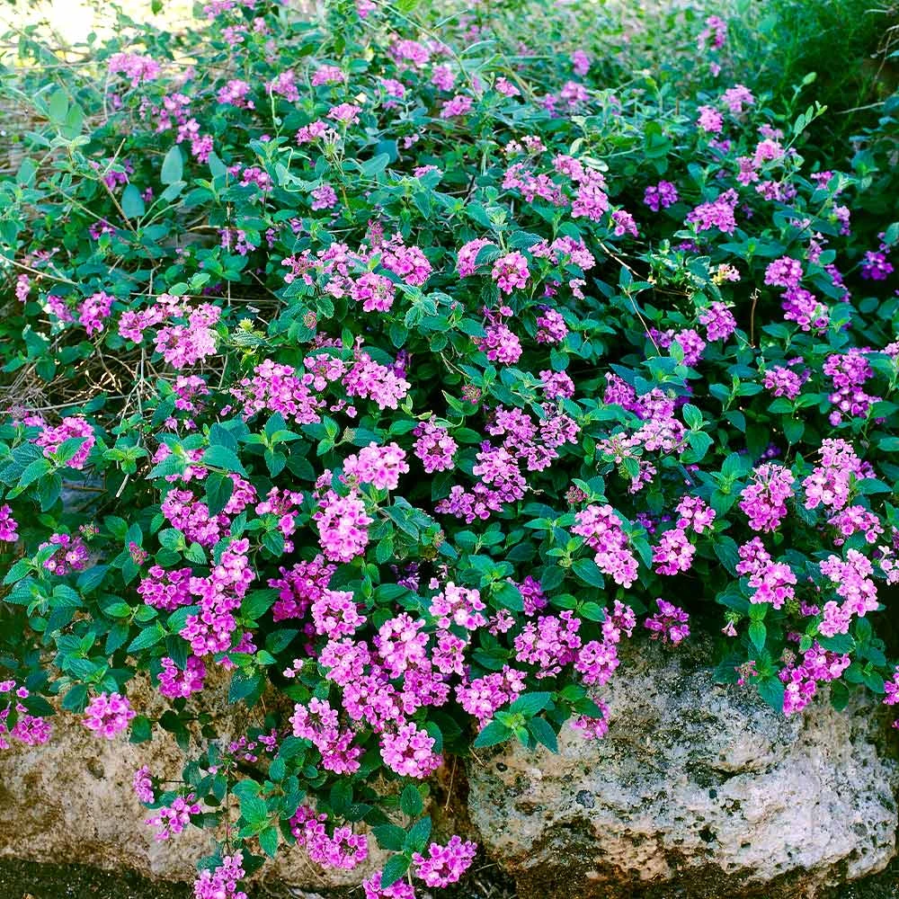 Brighter Blooms Perennials Purple Lantana 3 Brighter Blooms Perennials Purple Lantana