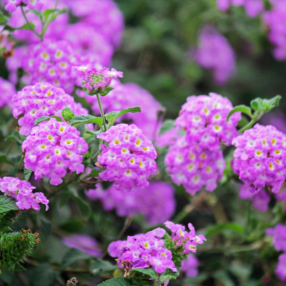 Brighter Blooms Perennials Purple Lantana 2 Brighter Blooms Perennials Purple Lantana