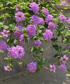 Brighter Blooms Perennials Purple Lantana 7 Brighter Blooms Perennials Purple Lantana