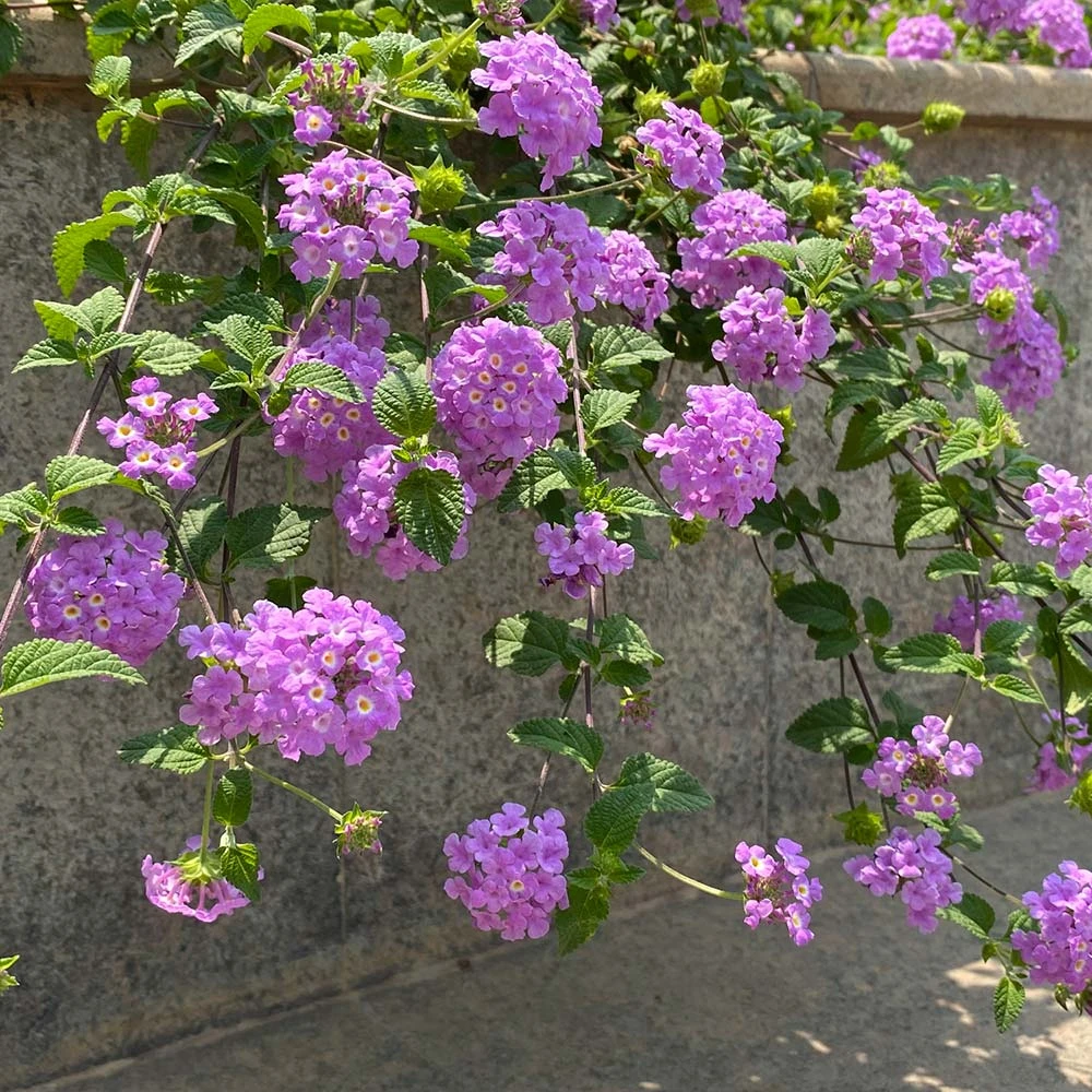 Brighter Blooms Perennials Purple Lantana 4 Brighter Blooms Perennials Purple Lantana
