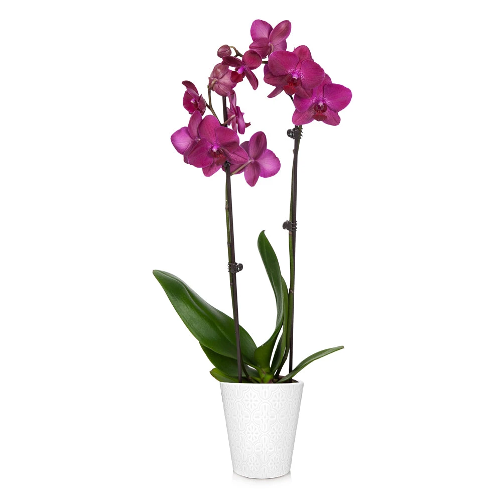 Brighter Blooms SHOP ALL Orchid Plant In White Pot 6 Brighter Blooms SHOP ALL Orchid Plant In White Pot