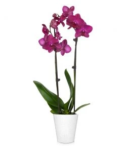Brighter Blooms SHOP ALL Orchid Plant In White Pot 21 Brighter Blooms SHOP ALL Orchid Plant In White Pot
