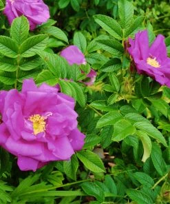 Brighter Blooms Purple Pavement Rose