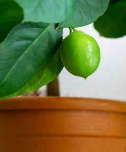 Brighter Blooms Persian 'Bearss' Lime Bush 8 Brighter Blooms Persian 'Bearss' Lime Bush