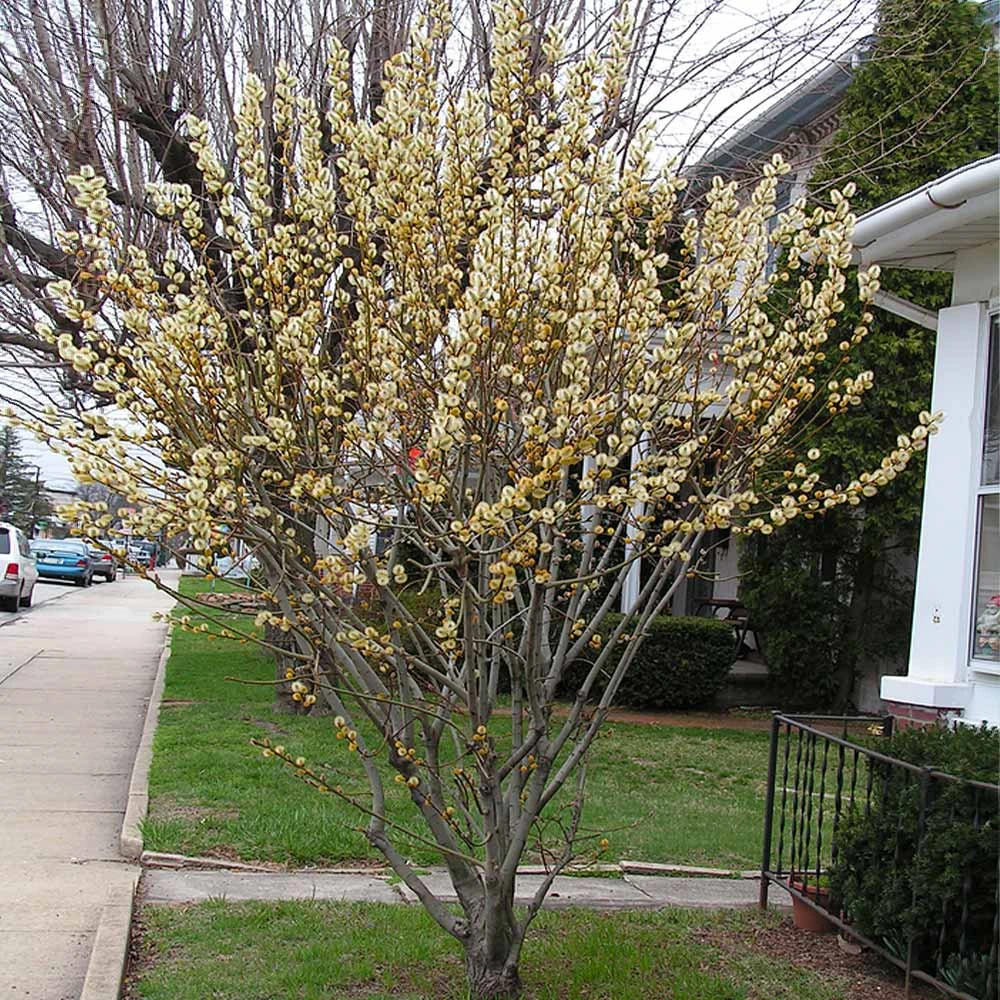 Brighter Blooms White Pussy Willow 5 Brighter Blooms White Pussy Willow