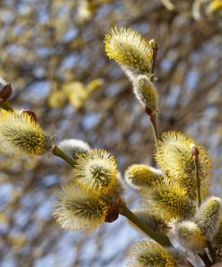 Brighter Blooms White Pussy Willow 7 Brighter Blooms White Pussy Willow