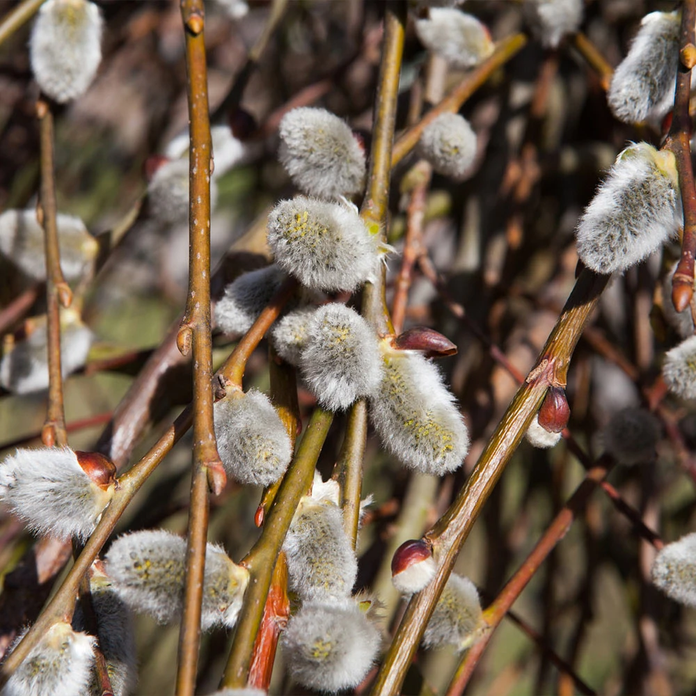 Brighter Blooms White Pussy Willow 4 Brighter Blooms White Pussy Willow