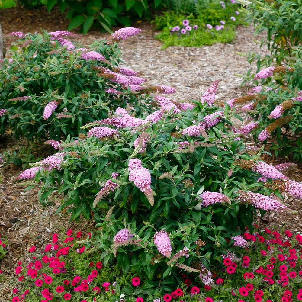 Brighter Blooms Pugster Pink® Butterfly Bush 3 Brighter Blooms Pugster Pink® Butterfly Bush