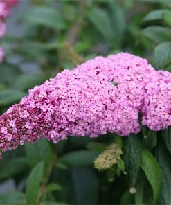 Brighter Blooms Pugster PinkĀ® Butterfly Bush