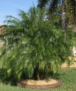 Brighter Blooms Pygmy Date Palm Tree 13 Brighter Blooms Pygmy Date Palm Tree