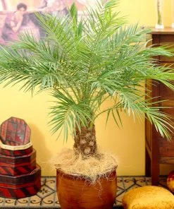 Brighter Blooms Pygmy Date Palm Tree 14 Brighter Blooms Pygmy Date Palm Tree