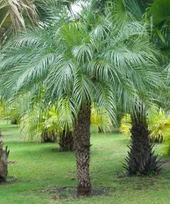 Brighter Blooms Pygmy Date Palm Tree 15 Brighter Blooms Pygmy Date Palm Tree