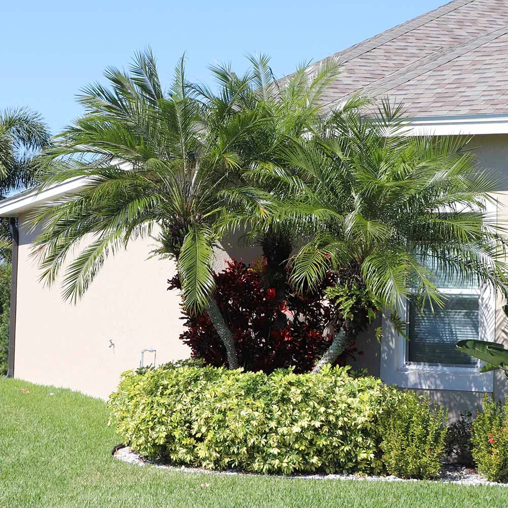 Brighter Blooms Pygmy Date Palm Tree 2 Brighter Blooms Pygmy Date Palm Tree