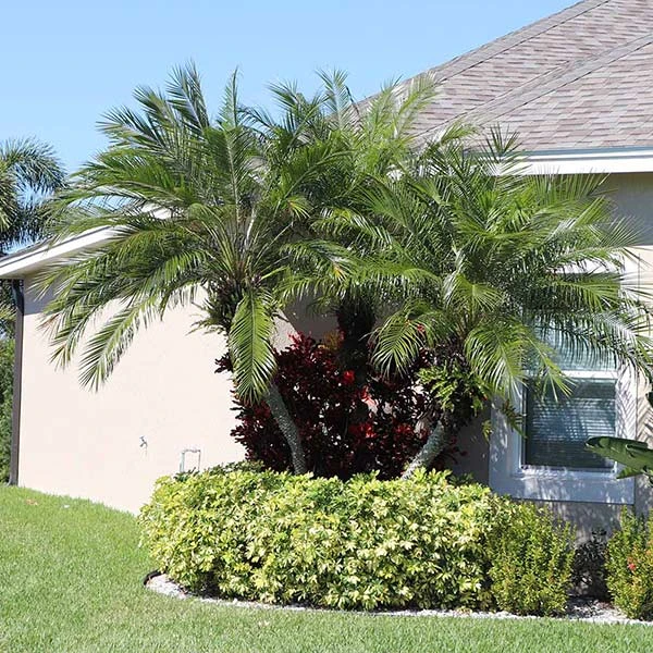 Brighter Blooms Pygmy Date Palm Tree 1 Brighter Blooms Pygmy Date Palm Tree