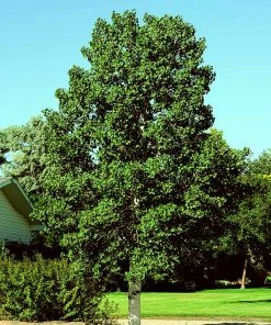 Brighter Blooms Shade Trees Quaking Aspen Tree 8 Brighter Blooms Shade Trees Quaking Aspen Tree
