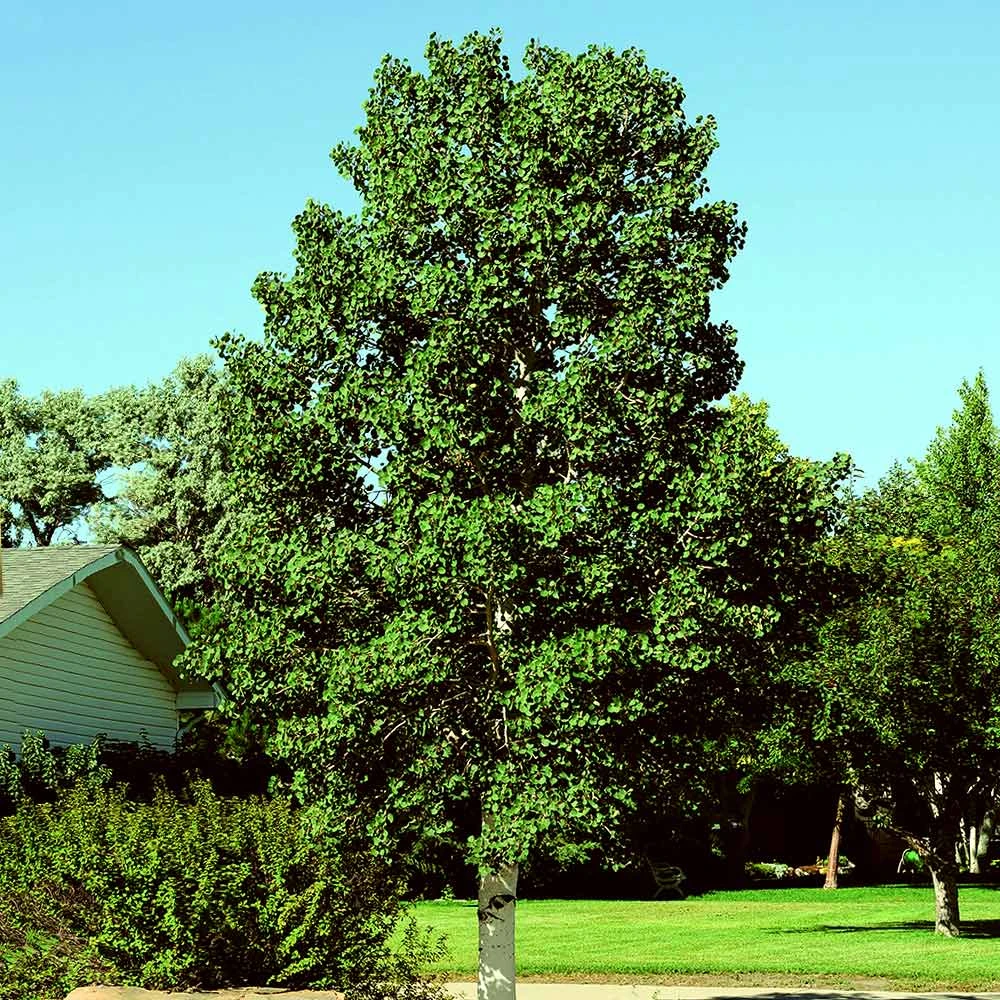 Brighter Blooms Shade Trees Quaking Aspen Tree 3 Brighter Blooms Shade Trees Quaking Aspen Tree