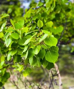 Brighter Blooms Shade Trees Quaking Aspen Tree 9 Brighter Blooms Shade Trees Quaking Aspen Tree