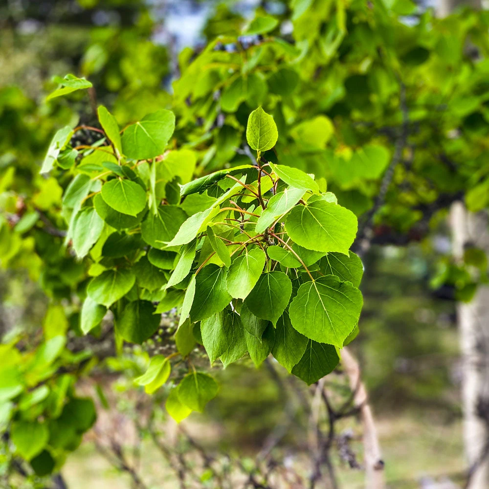 Brighter Blooms Shade Trees Quaking Aspen Tree 4 Brighter Blooms Shade Trees Quaking Aspen Tree