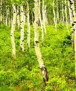 Brighter Blooms Shade Trees Quaking Aspen Tree 11 Brighter Blooms Shade Trees Quaking Aspen Tree