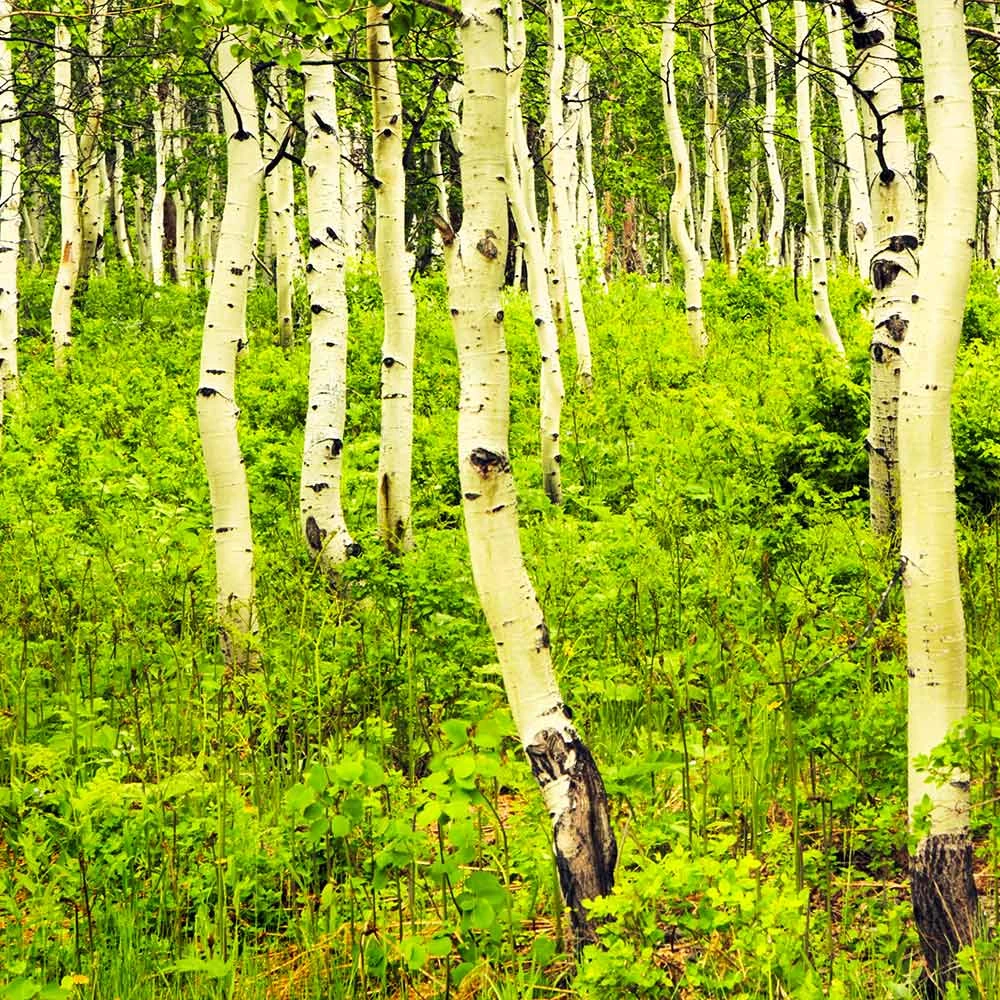 Brighter Blooms Shade Trees Quaking Aspen Tree 6 Brighter Blooms Shade Trees Quaking Aspen Tree