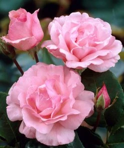 Brighter Blooms Queen Elizabeth Rose