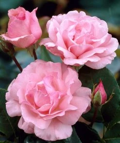 Brighter Blooms Queen Elizabeth Rose