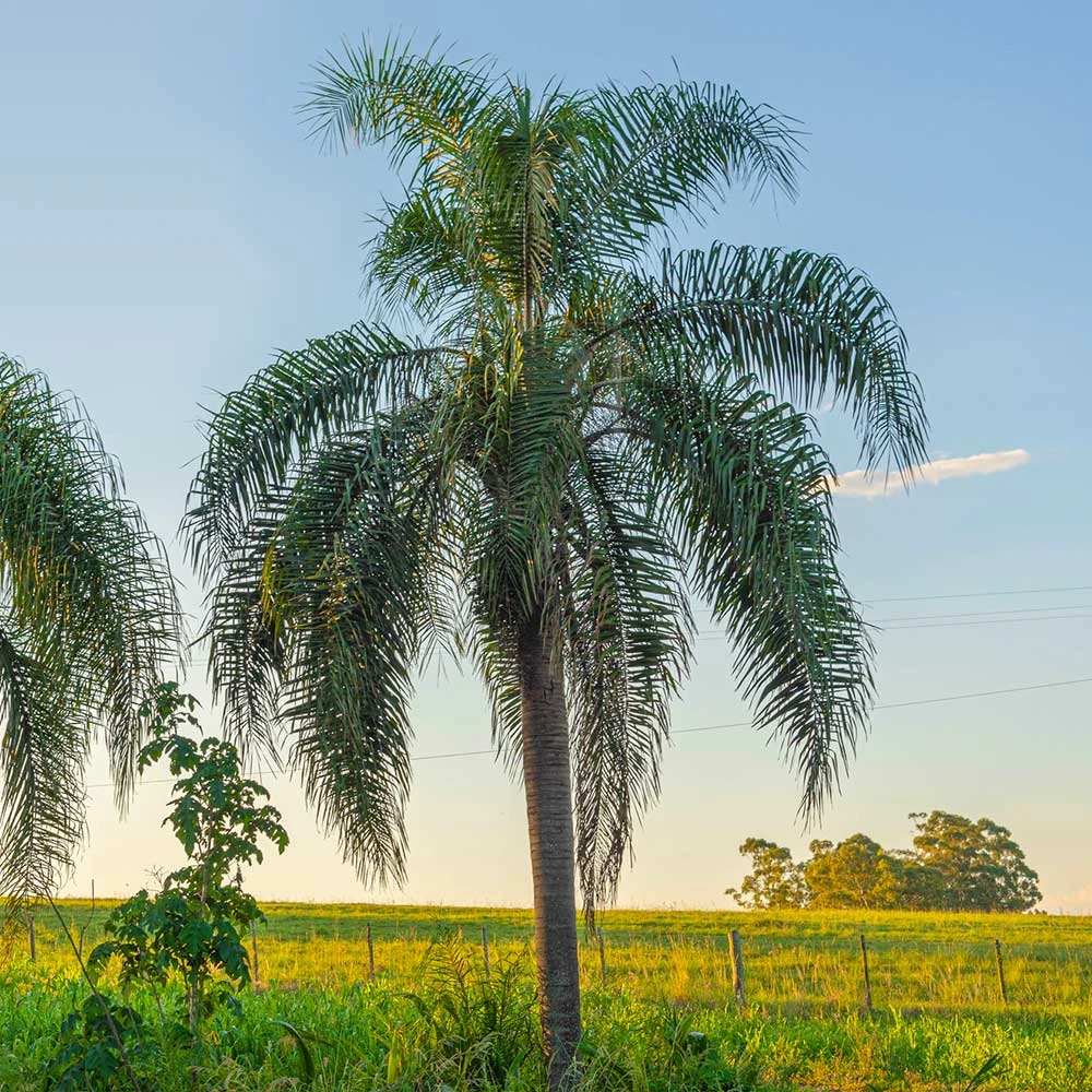 Brighter Blooms Queen Palm Tree 3 Brighter Blooms Queen Palm Tree