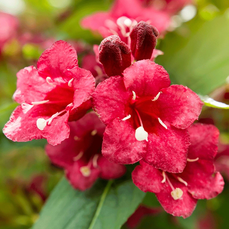 Brighter Blooms Shrubs & Hedges Red Prince Weigela Tree 2 Brighter Blooms Shrubs & Hedges Red Prince Weigela Tree