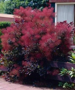 Brighter Blooms Royal Purple Smoke Tree 8 Brighter Blooms Royal Purple Smoke Tree