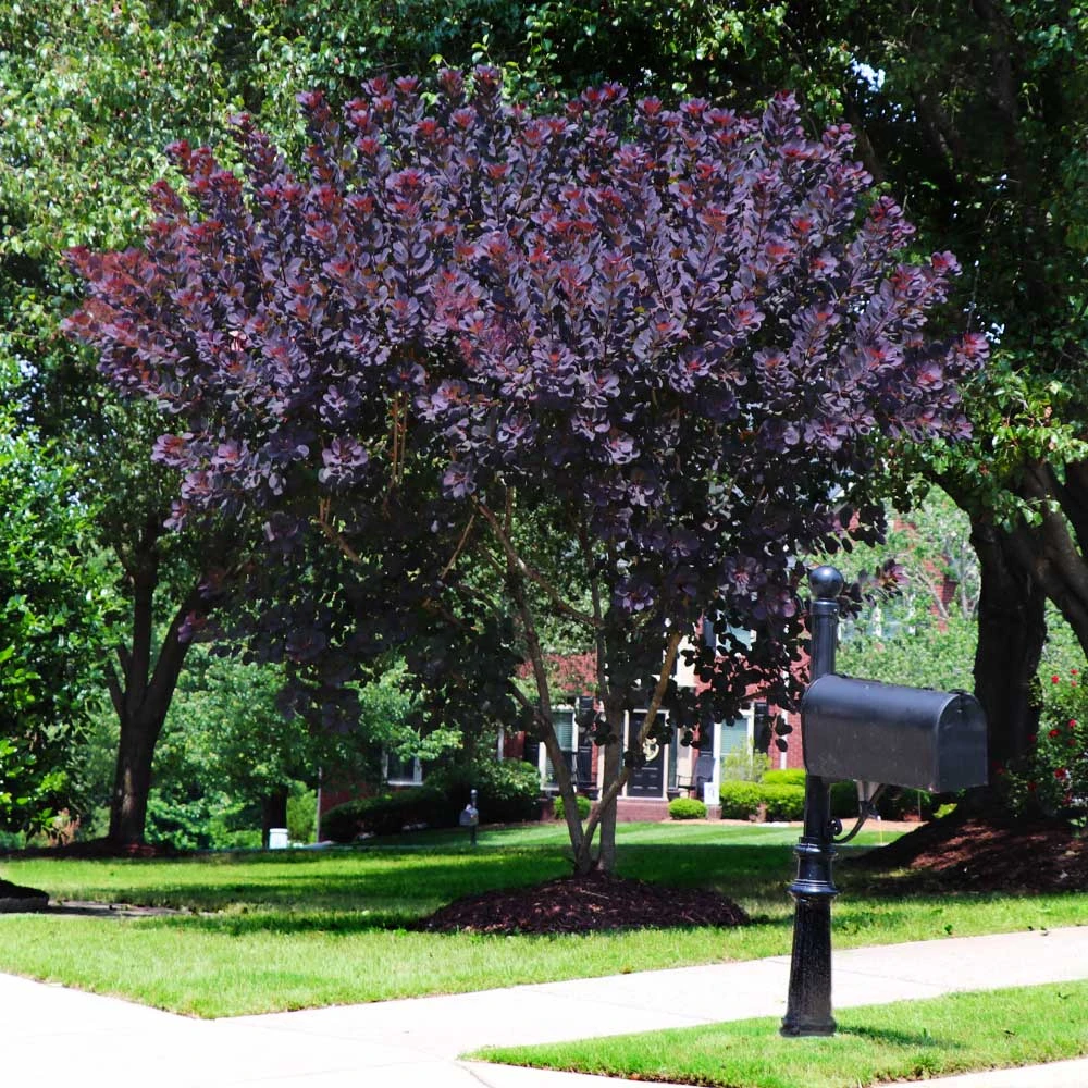 Brighter Blooms Royal Purple Smoke Tree 2 Brighter Blooms Royal Purple Smoke Tree