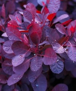 Brighter Blooms Royal Purple Smoke Tree 10 Brighter Blooms Royal Purple Smoke Tree