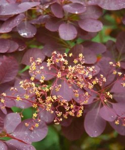 Brighter Blooms Royal Purple Smoke Tree 9 Brighter Blooms Royal Purple Smoke Tree