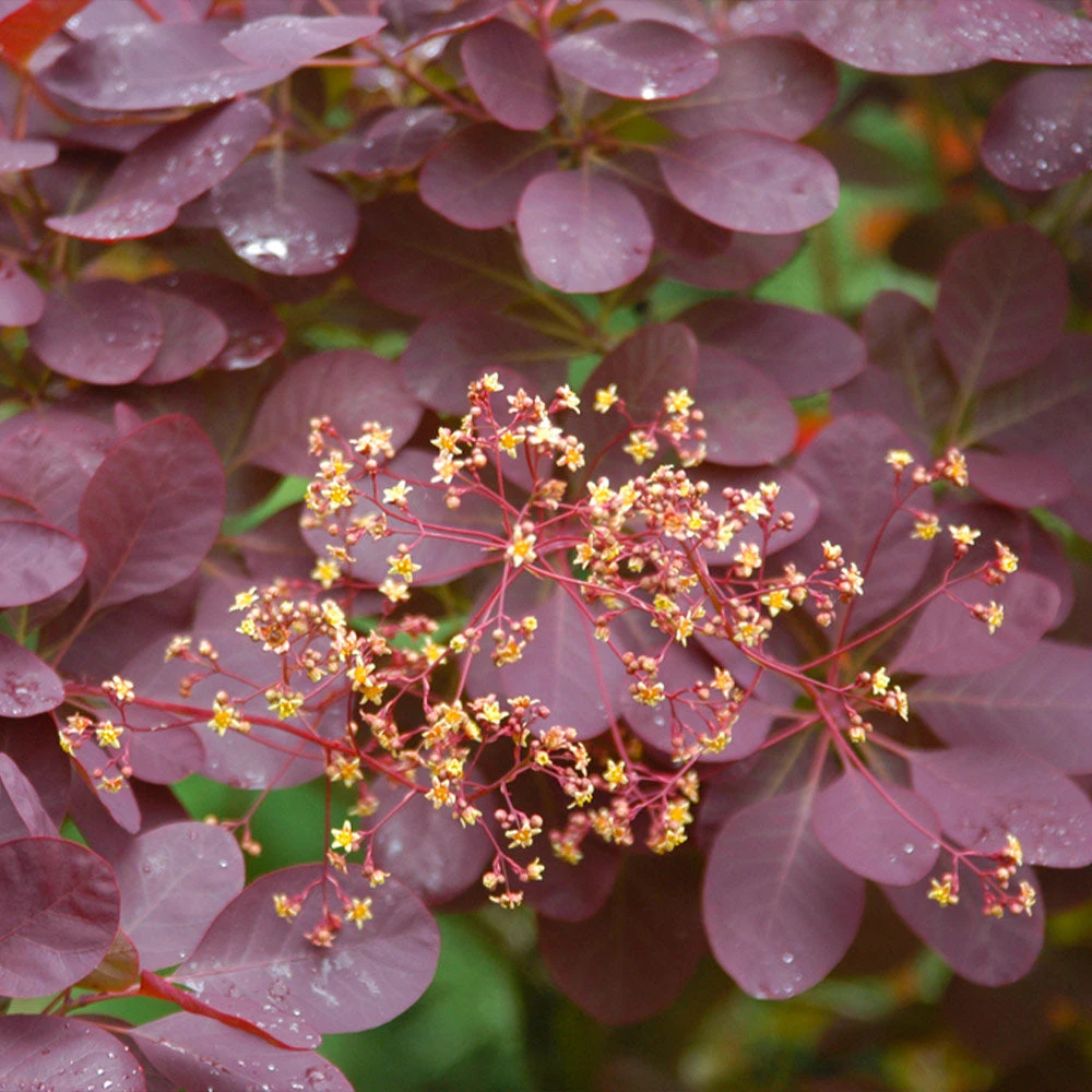 Brighter Blooms Royal Purple Smoke Tree 4 Brighter Blooms Royal Purple Smoke Tree