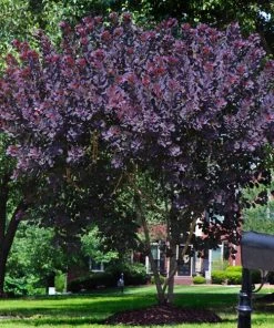Brighter Blooms Royal Purple Smoke Tree