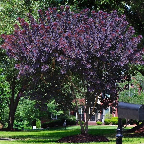 Brighter Blooms Royal Purple Smoke Tree 1 Brighter Blooms Royal Purple Smoke Tree