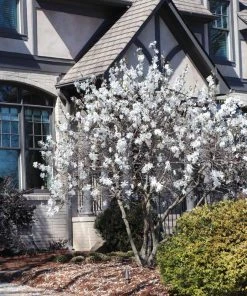 Brighter Blooms Royal Star Magnolia Tree Arborvitae Trees 8 Brighter Blooms Royal Star Magnolia Tree Arborvitae Trees