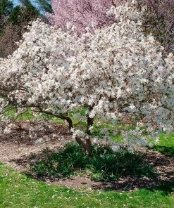 Brighter Blooms Royal Star Magnolia Tree Arborvitae Trees