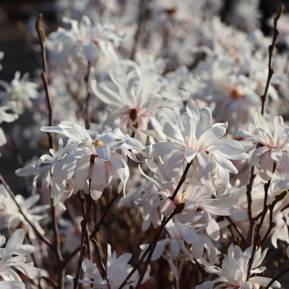 Brighter Blooms Royal Star Magnolia Tree Arborvitae Trees 3 Brighter Blooms Royal Star Magnolia Tree Arborvitae Trees